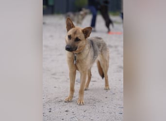 Lita -aktive junge Hündin mit Köpfchen sucht ihr Zuhause