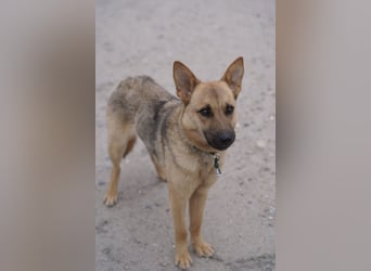 Lita -aktive junge Hündin mit Köpfchen sucht ihr Zuhause
