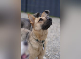 Lita -aktive junge Hündin mit Köpfchen sucht ihr Zuhause