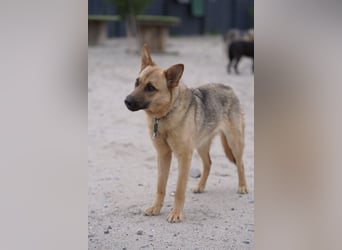 Lita -aktive junge Hündin mit Köpfchen sucht ihr Zuhause