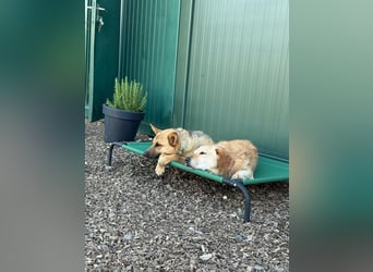 Lita -aktive junge Hündin mit Köpfchen sucht ihr Zuhause