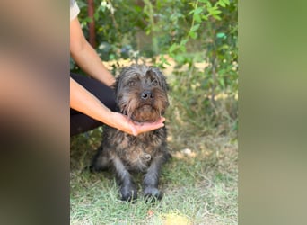 Samson - Sensibler, junger Rüde sucht seine Menschen!