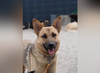 Lita -aktive junge Hündin mit Köpfchen sucht ihr Zuhause