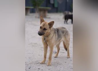 Lita -aktive junge Hündin mit Köpfchen sucht ihr Zuhause