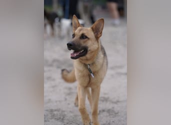 Lita -aktive junge Hündin mit Köpfchen sucht ihr Zuhause