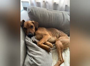 Richard-verschmuster Rüde sucht sein Zuhause