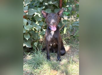 Laska Fröhlicher kleiner Entdecker sucht seine Familie!