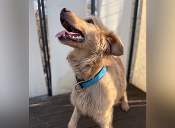 Alfi - Goldiger Rüde sucht sein Für-immer-Zuhause