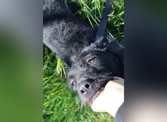 Stella - Liebevolle Hündin möchte endlich ankommen