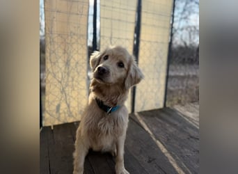 Alfi - Goldiger Rüde sucht sein Für-immer-Zuhause