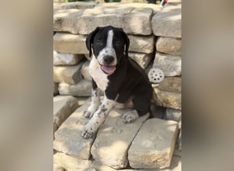 Onyx Fröhlicher kleiner Welpe sucht sein Für-Immer-Zuhause!