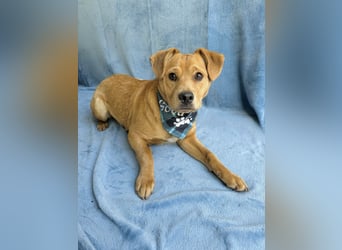 Frisco - Verschmuster Herzenshund sucht sein Glück