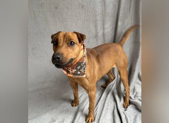 Zerind -Sensibler, freundlicher Rüde sucht seine Menschen!