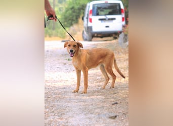 Ayla - Lebesnfrohes Hundemädchen sucht ihr Für-immer-Körbchen