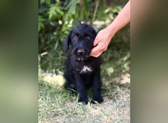Bonetta - Sanfte Maus sucht Menschen mit Herz