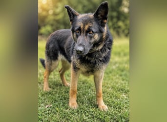 Dora (Démon) - Bezaubernde Schäfer-Mix-Hündin sucht ihr Zuhause!