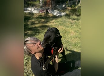 Lara Treue Seele sucht ihr endgültiges Zuhause