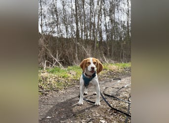 Pippa - Kleine Beagle-Mix Hündin sucht ein Zuhause
