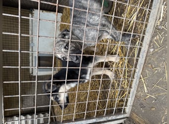 Venus - junge Mischlingshündin sucht liebevolles Zuhause