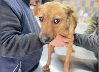 Suki (Cuki) - Freundliche Hündin mit großem Herz sucht ihre Familie