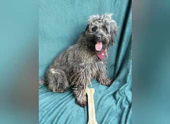 Ella - Sensible Hündin sucht einfühlsames Zuhause