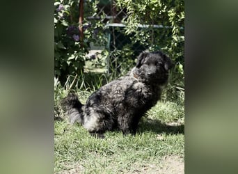 Pepper (Poppea) Sanfte junge Hündin sucht geduldige Menschen mit Herz