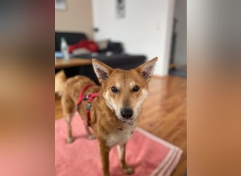 Rony-Aktiver, freundlicher Rüde mit Köpfchen