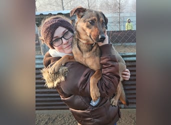 Prometeusz Sensibler Hund sucht Menschen mit Geduld und Herz