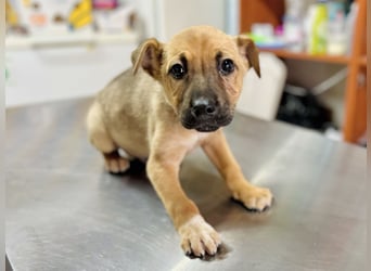 Arnie - Süsser Welpenjunge sucht seine Familie!