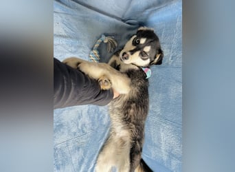 Timur (Trappista) - Menschenbezogener Wirbelwind sucht sein Zuhause