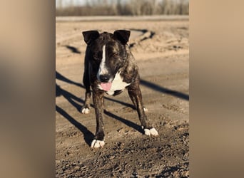 Hardin Fröhlicher, aktiver Traumhund sucht seine Menschen