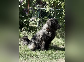 Pepper (Poppea) Sanfte junge Hündin sucht geduldige Menschen mit Herz