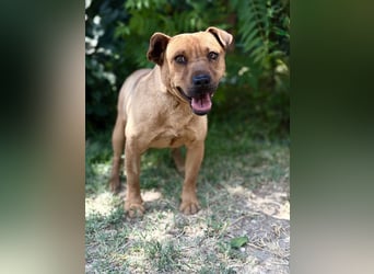 Bandi - Fröhlicher Herzenshund sucht sein Für-immer-Zuhause