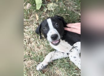 Onyx Fröhlicher kleiner Welpe sucht sein Für-Immer-Zuhause!