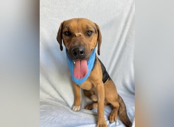 Ash - Sensibler Hundejunge sucht verständnisvolles Zuhause!