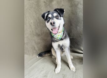 Timur (Trappista) - Menschenbezogener Wirbelwind sucht sein Zuhause