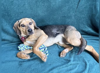 Rowan - Hübscher Hundebub sucht seine Familie!