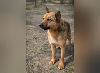 Suki (Cuki) - Freundliche Hündin mit großem Herz sucht ihre Familie