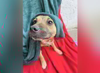 Jeremy - Lebensfroher Sonnenschein auf vier Pfoten sucht sein Zuhause