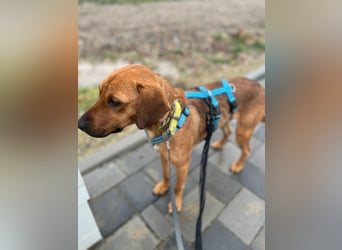 Richard-verschmuster Rüde sucht sein Zuhause