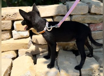 Lola (Larett) Liebe, junge Welpin sucht ihre Herzensmenschen!