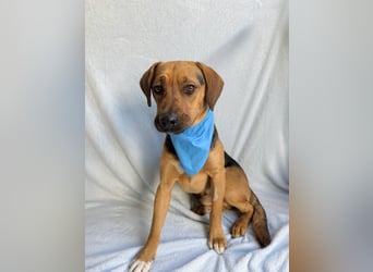 Ash - Sensibler Hundejunge sucht verständnisvolles Zuhause!