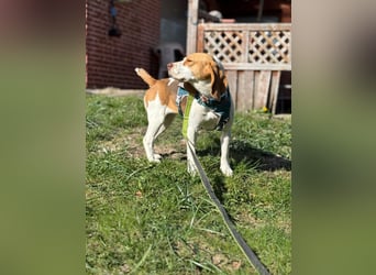 Pippa - Kleine Beagle-Mix Hündin sucht ein Zuhause