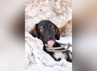 Hazel - Sanftes Welpenmädchen sucht ihr Für-immer-Zuhause