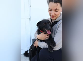 Stella - Liebevolle Hündin möchte endlich ankommen