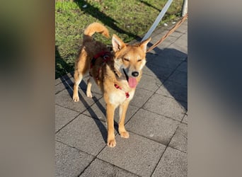 Rony-Aktiver, freundlicher Rüde mit Köpfchen