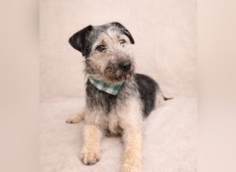 Rafi - Toller Begleiter sucht seine Menschen!