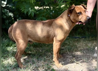 Bandi - Fröhlicher Herzenshund sucht sein Für-immer-Zuhause