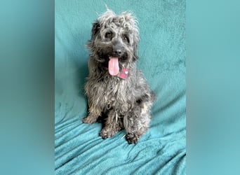 Ella - Sensible Hündin sucht einfühlsames Zuhause