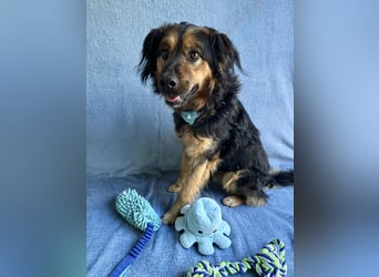 Zapote - Großer Schmusebär auf der Suche nach seinem Happy EndGroßer Schmusebär auf der Suche nach s